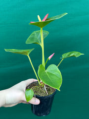 Anthurium NOID 1