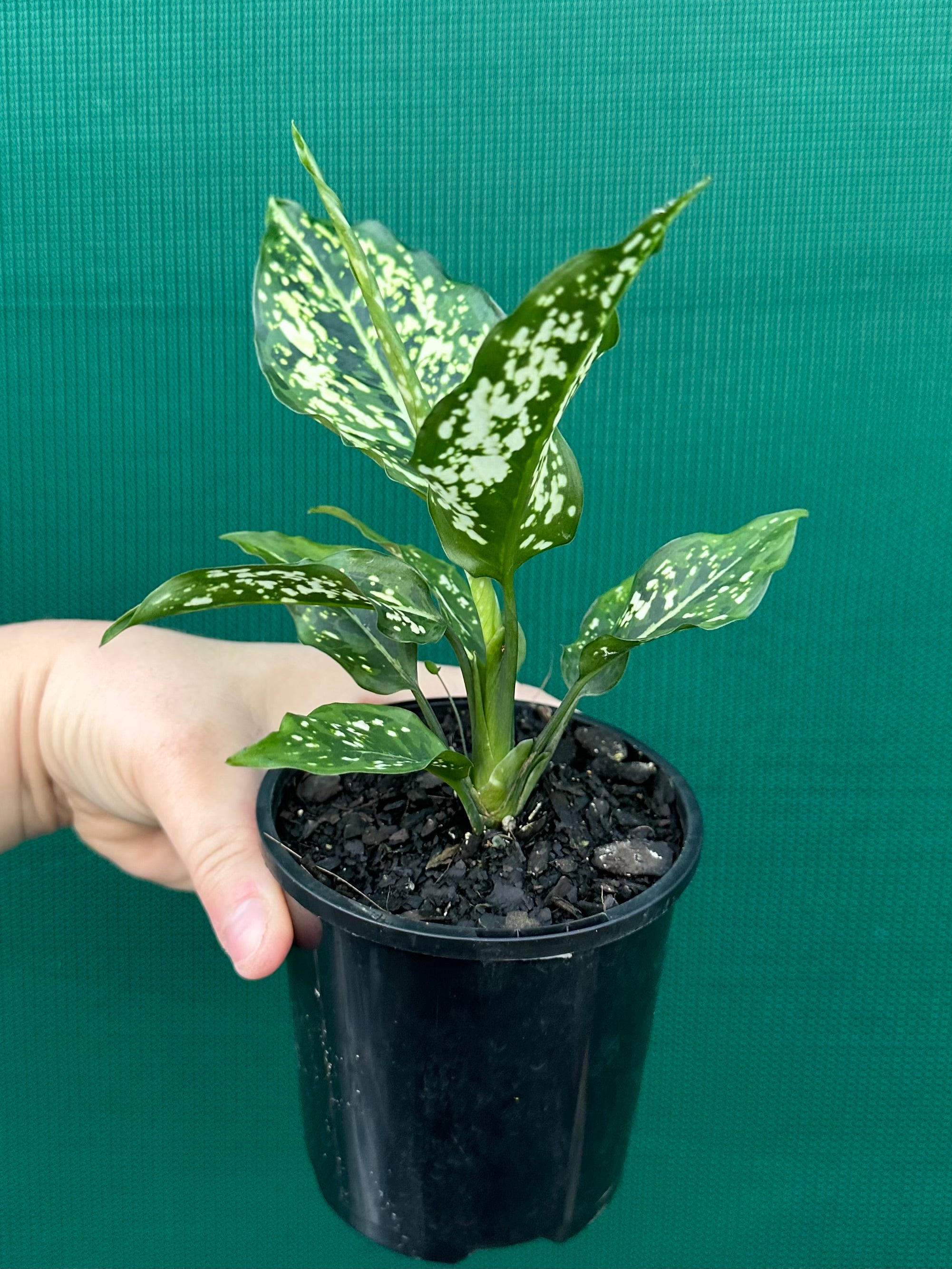 aglaonema for sale australia Aglaonema 'Snowflake'