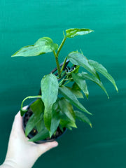 Epipremnum Pinnatum ‘Skeleton Key’ NEW
