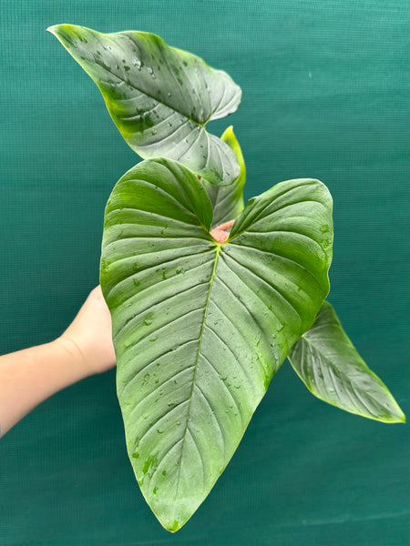 philodendron squamicaule care Philodendron squamicaule NEW