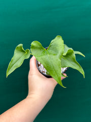 Anthurium ferrierense crisped NEW