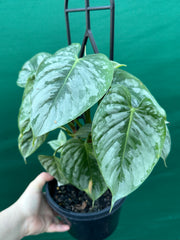 Philodendron sodiroi