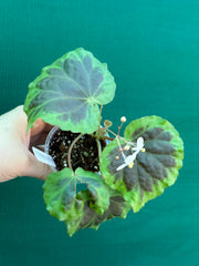 Begonia sumatra dongranensis