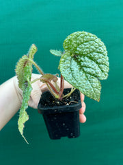 Begonia masoniana NEW
