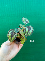 Begonia Dinhdui