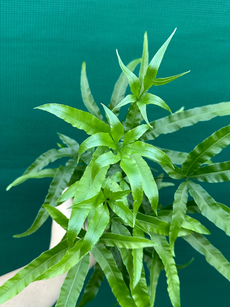 Pteris Fern Unknown