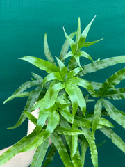 Pteris Fern Unknown