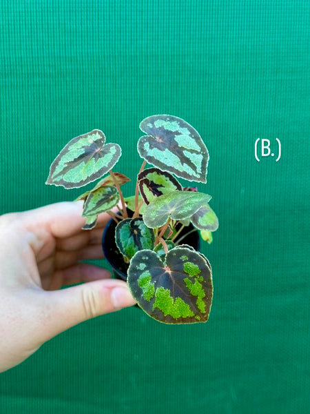 Begonia Dinhdui | Aroids Australia 