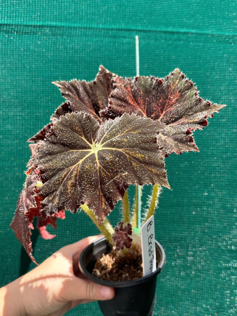 Begonia ‘Brad Thompson’