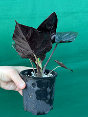 Alocasia Infernalis NEW