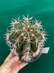Melocactus Zehntneri NEW