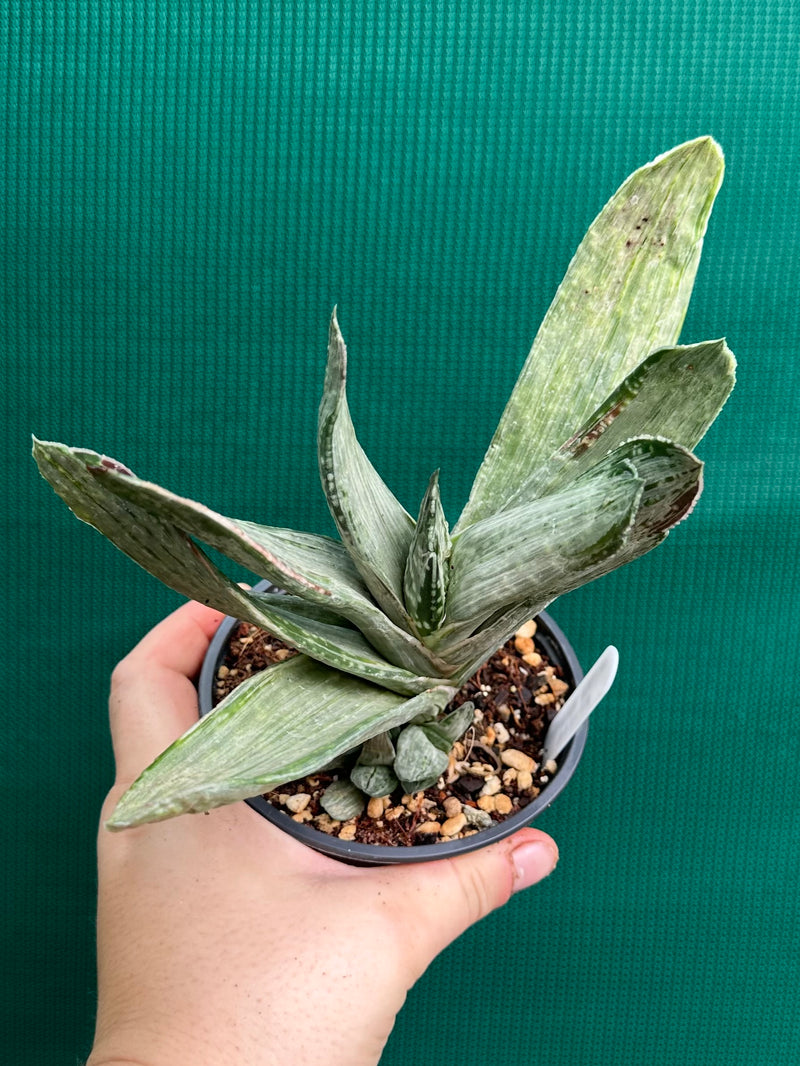Gasteria nigricans var. marmorata f. variegata