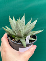 Gasteraloe ‘Gray Ghost’