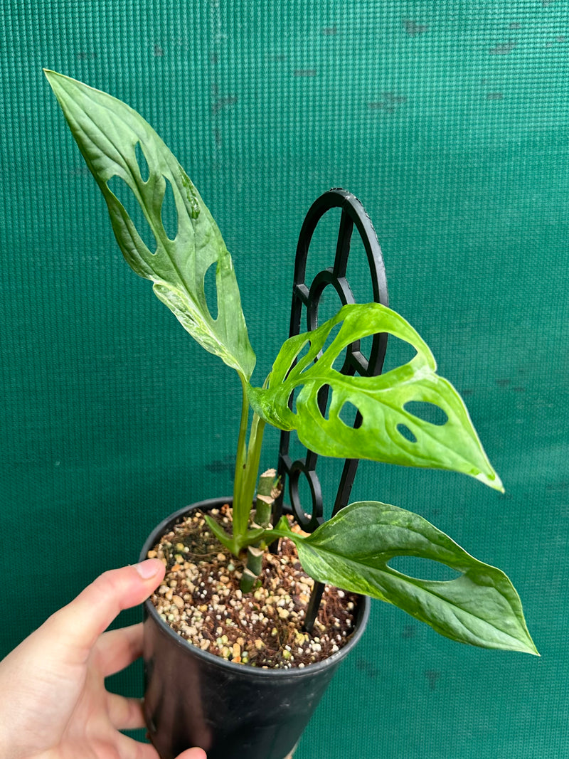 Monstera ‘Adansonii Japanese’ Mottled Variegation NEW