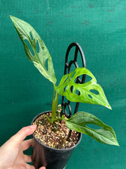 Monstera ‘Adansonii Japanese’ Mottled Variegation NEW