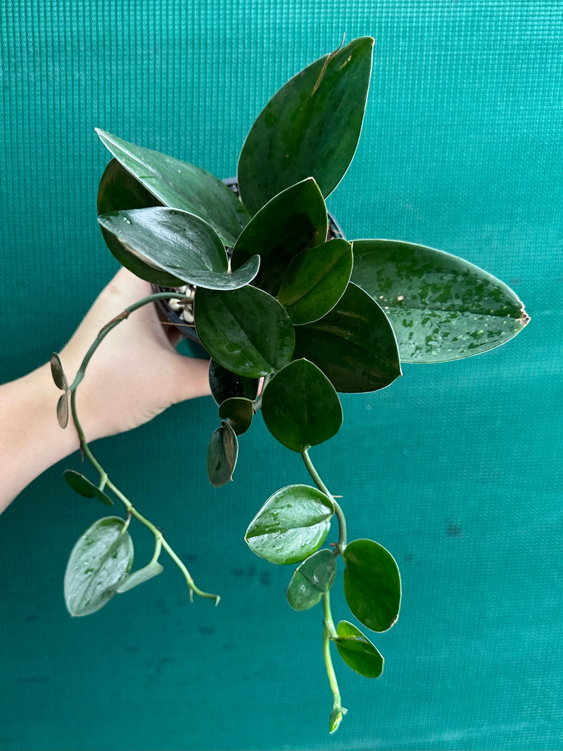 Schindapsus Treubii Dark Form