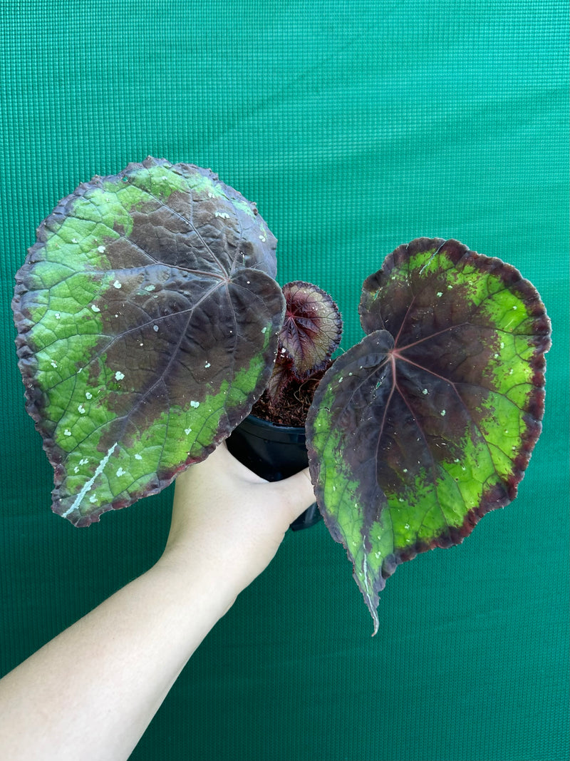 Begonia ‘Ace of Spades’