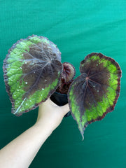 Begonia ‘Ace of Spades’