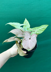 Syngonium 'Salmon Pink'