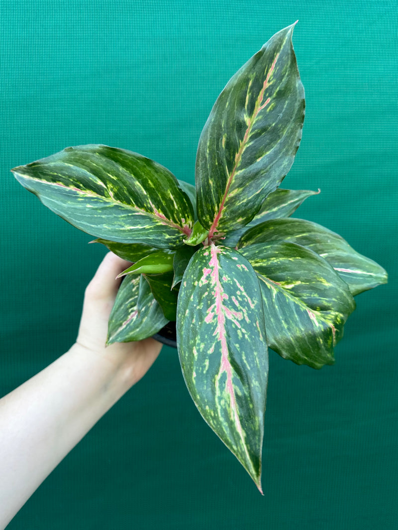Aglaonema ‘Ammaj Jareon’ NEW