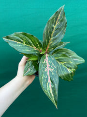 Aglaonema ‘Ammaj Jareon’ NEW