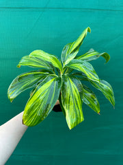 Cordyline fruticosa ‘Tropic Frost’ NEW