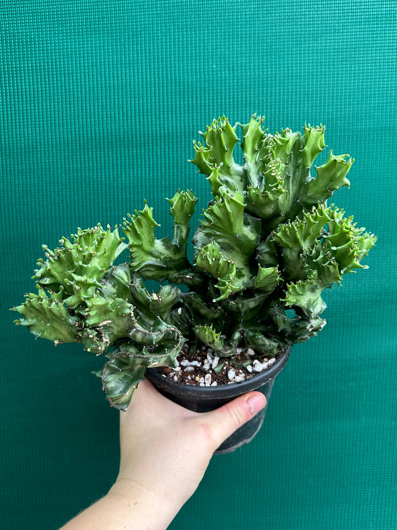 Euphorbia Lactea f. cristata NEW