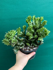 Euphorbia Lactea f. cristata NEW