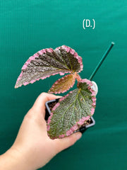Begonia fulvovillosa (U012) NEW