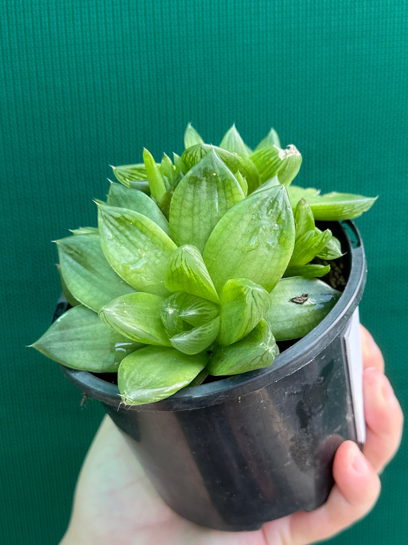 Haworthia Unknown NEW