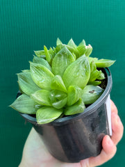 Haworthia Unknown NEW