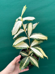 Dracaena surculosa ‘Milky Way’ NEW