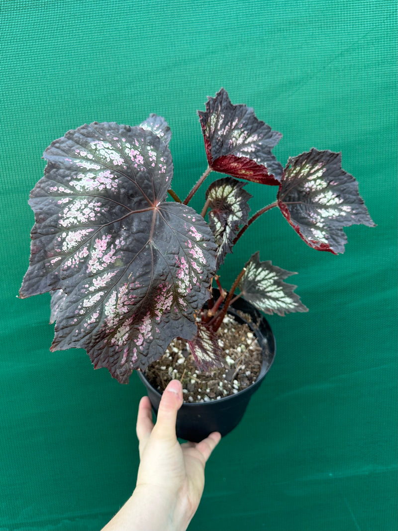 Begonia NOID 2