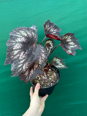 Begonia NOID 2