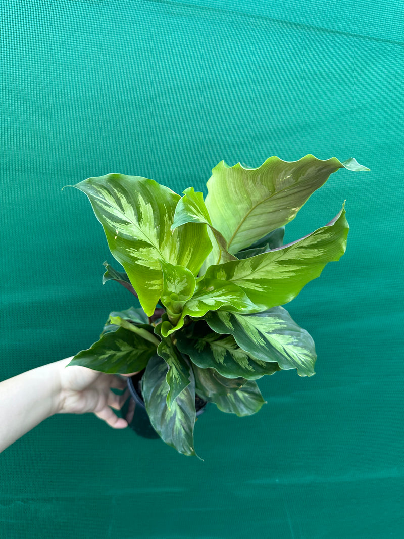 Calathea ‘Louisae Misto’ NEW