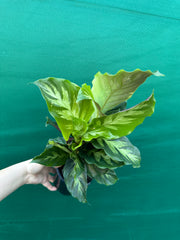 Calathea ‘Louisae Misto’ NEW