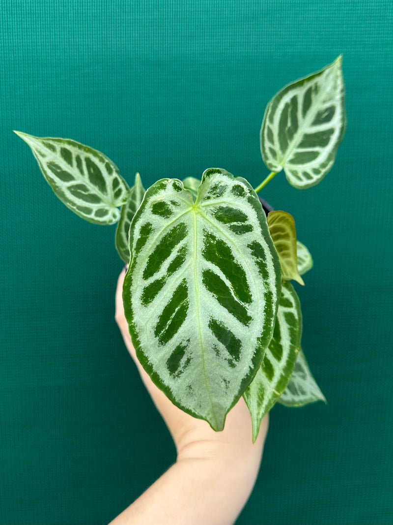 anthurium crystallinum hope Anthurium Crystallinum 'Hope Silver' NEW