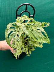Monstera adansonii (Mottled Variegation) NEW