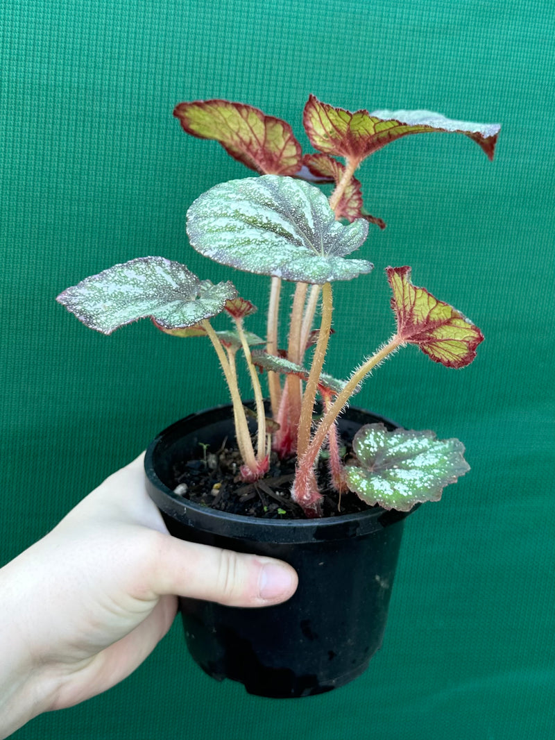 Begonia ‘Fairy Mist’ NEW