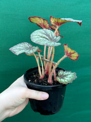 Begonia ‘Fairy Mist’ NEW