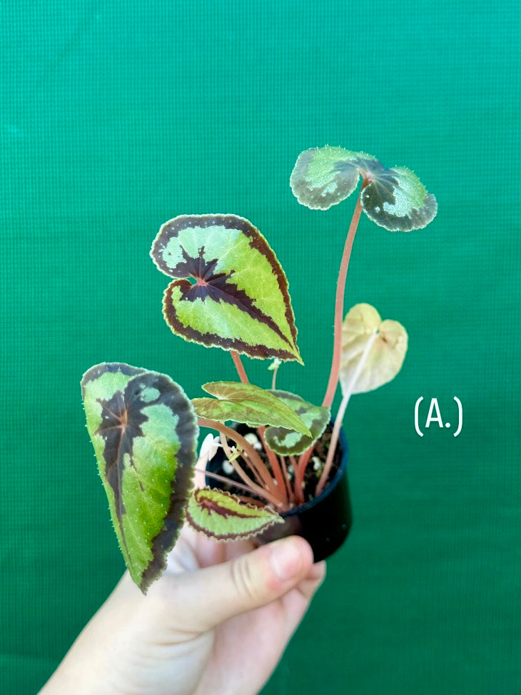 Begonia Dinhdui