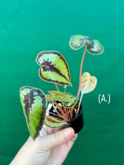 Begonia Dinhdui