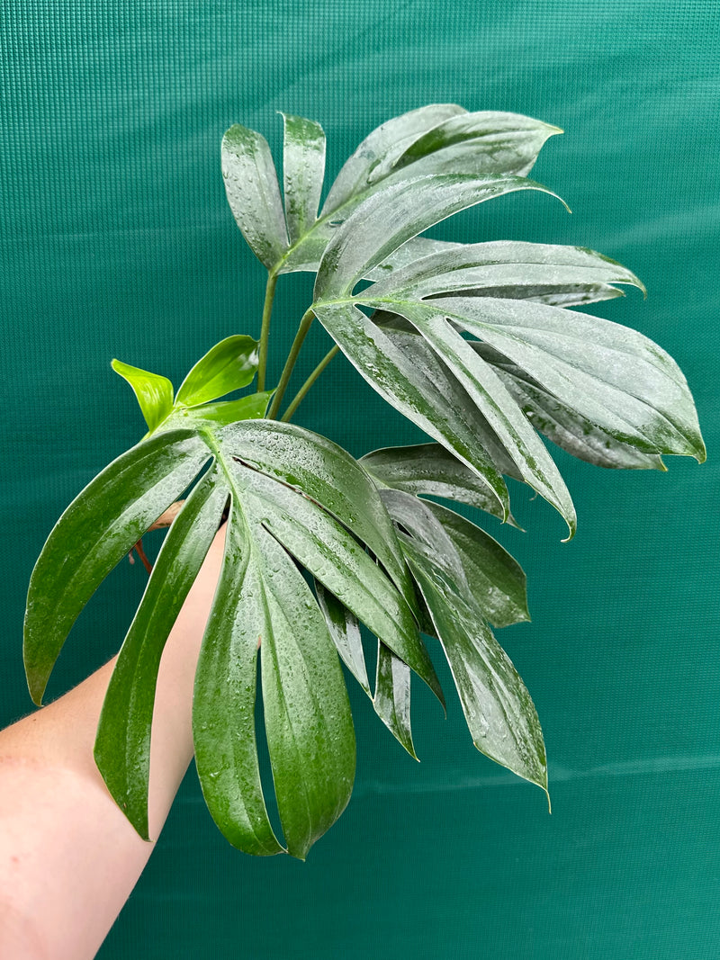 Epipremnum ‘Dragons Tail’