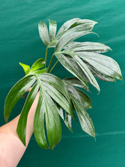 Epipremnum ‘Dragons Tail’