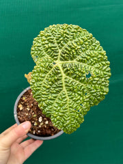 Begonia gehrtii