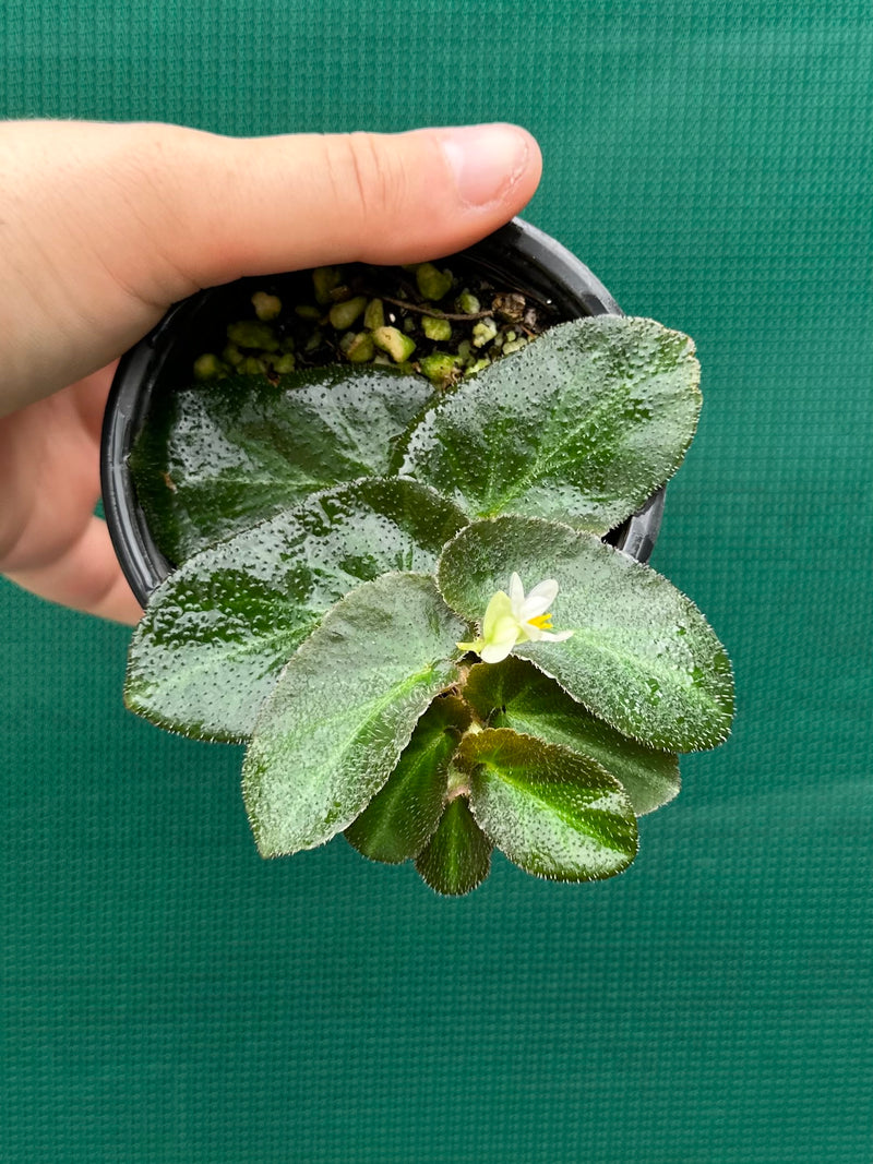 Begonia thelmae (species)