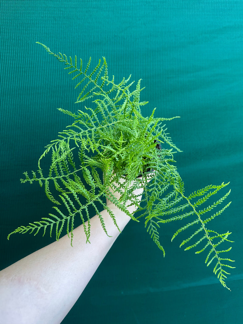 Pteris Fern Unknown 2