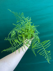 Pteris Fern Unknown 2