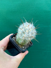 Oreocereus trollii