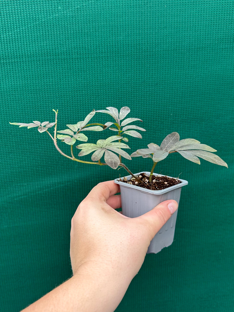 Solanum uleanum